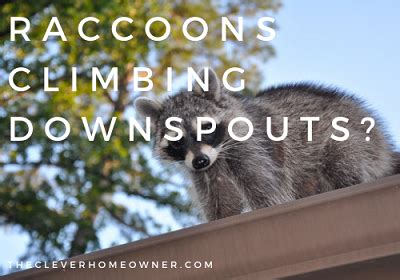 why do raccoons climb gutters